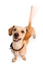 Chiweenies – The Best Of Both Worlds - Dog Breeders