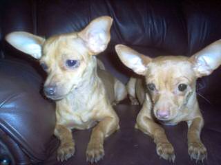 Chiweenie Puppies! - Dog Breeders