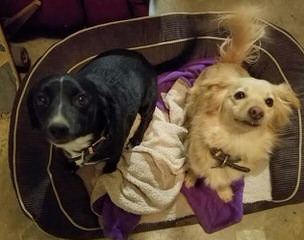 Chiweenies Ready For Your Love - Dog and Puppy Pictures