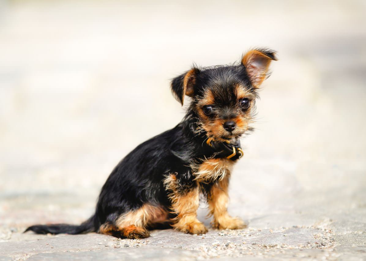 Chorkie Dogs and Puppies
