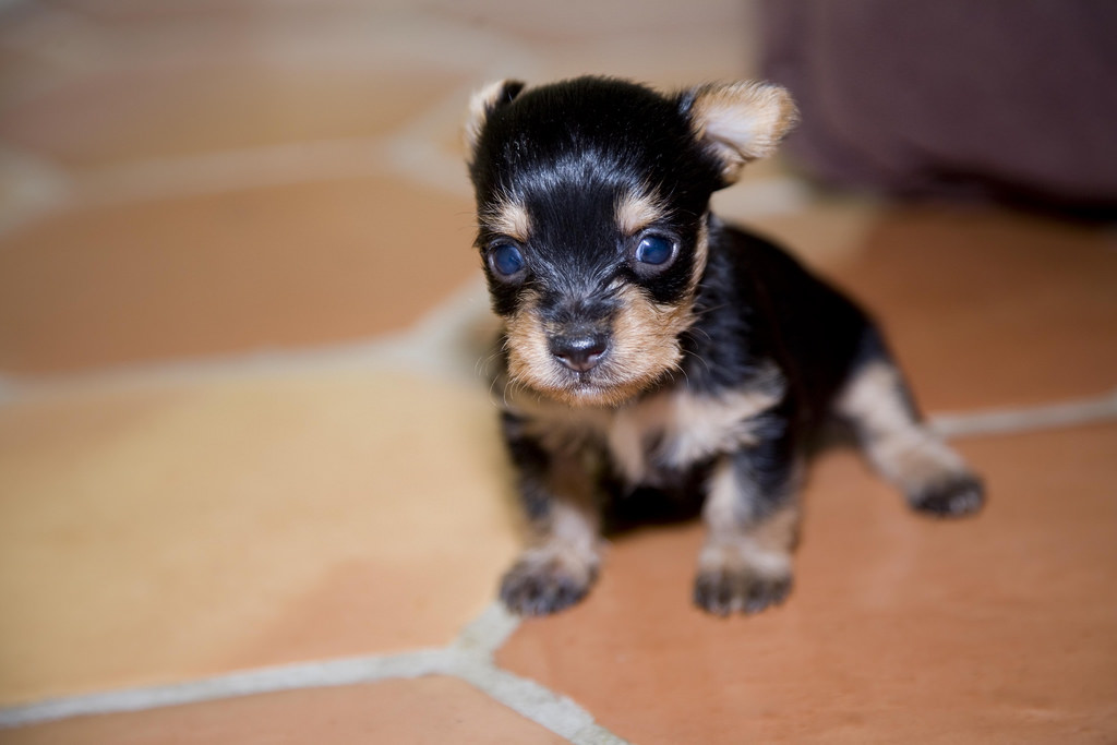 Chorkie Dogs and Puppies