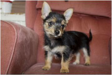 Adorable Chorkie (Yorkie-Chi) Puppies - Dog Breeders