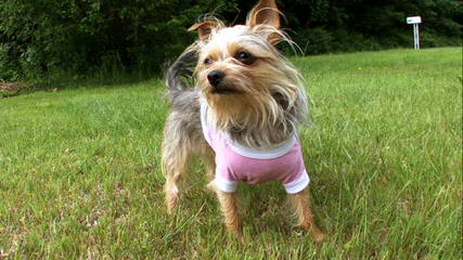 3 Pines Kennels Specializing In Yorkie Mixes - Dog Breeders