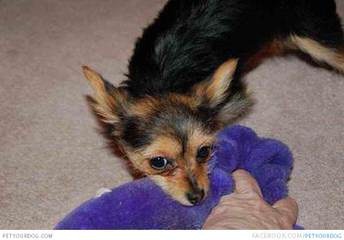 Adorable Chorkie (Yorkie-Chi) Puppies - Dog Breeders