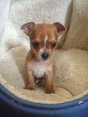 Adorable Chorkie (Yorkie-Chi) Puppies - Dog and Puppy Pictures