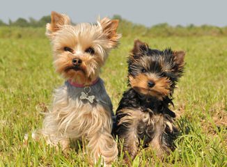 Teacup Yorkie/Chih Pups! - Dog Breeders