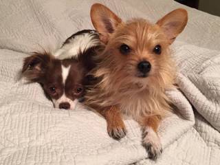 3 Pines Kennels Specializing In Yorkie Mixes - Dog Breeders