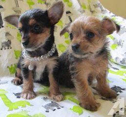 Junior Chorkie - Dog and Puppy Pictures