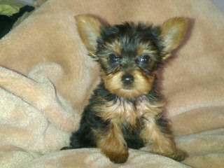 Teacup Yorkie/Chih Pups! - Dog Breeders