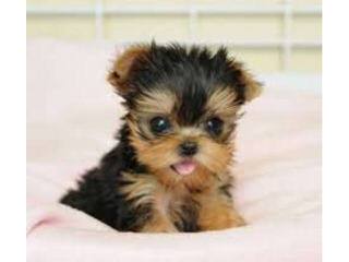 Teacup Yorkie/Chih Pups! - Dog and Puppy Pictures