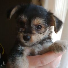 Teacup Yorkie/Chih Pups! - Dog and Puppy Pictures