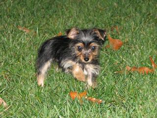 3 Pines Kennels Specializing In Yorkie Mixes - Dog and Puppy Pictures