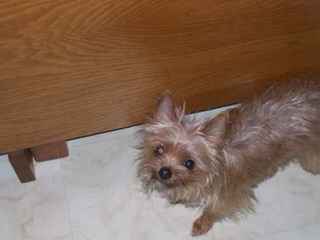 Adorable Chorkie (Yorkie-Chi) Puppies - Dog Breeders