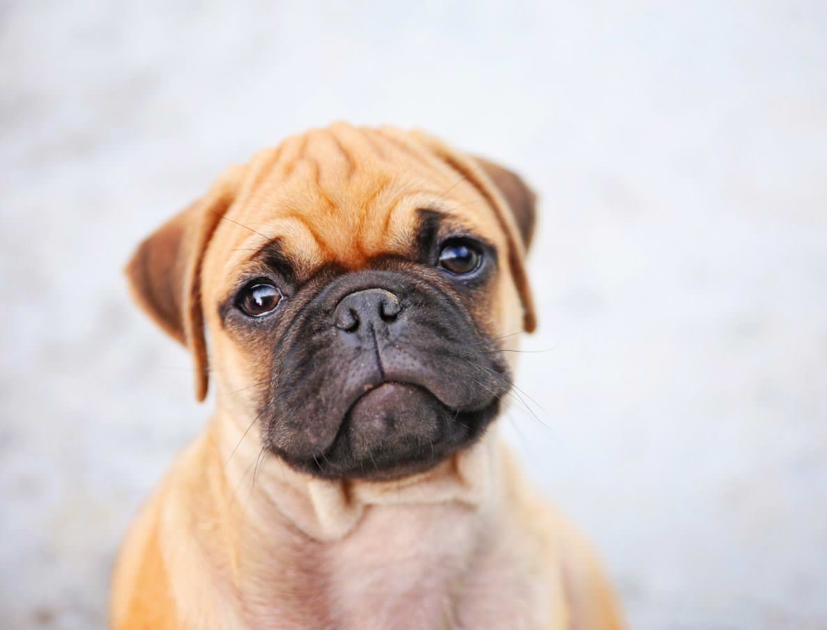 Chug Dogs and Puppies