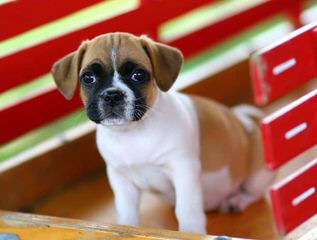 Two Beautiful Chug Puppies - Dog Breeders