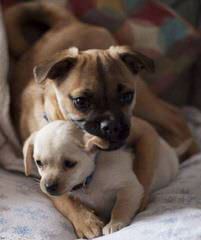 Two Beautiful Chug Puppies - Dog Breeders