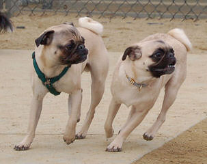 Chug Also Called Pugwawa - Dog and Puppy Pictures