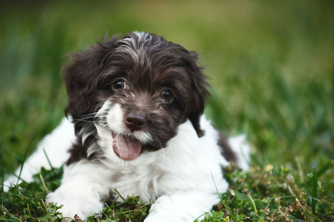 Cockapoo Dogs and Puppies