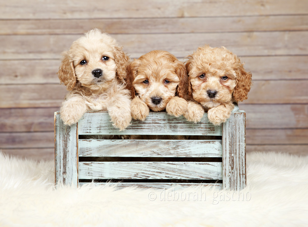 Cockapoo Dogs and Puppies