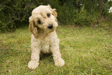 Dogwoods Cockapoo Puppies Of New Hampshire - Dog Breeders