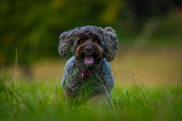 LabradoodlesbyLeanne - Dog Breeders