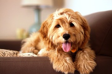 American Cocker Spaniels Of Kansas - Dog Breeders