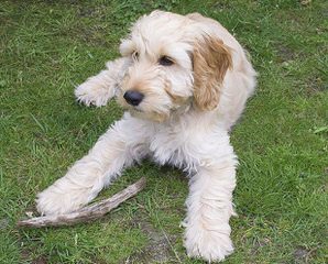 Cockabichon And Mini Dachshunds Available! 515-341-4909 - Dog Breeders