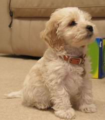 Barmor Kennels Cockapoo - Dog and Puppy Pictures