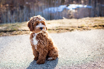 Cock A Poo - Dog and Puppy Pictures