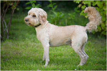 Breeders Of Cocker Spaniel Puppies & Cockapoo Puppies - Dog Breeders