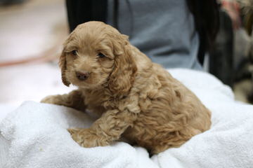 MoonShine Babies Cockapoos - Dog Breeders