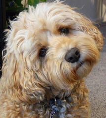 3 Pines Kennels Cavachons And Cockapoos - Dog Breeders