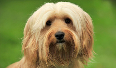 Lhasapoo Puppies In New Hampshire - Dog Breeders