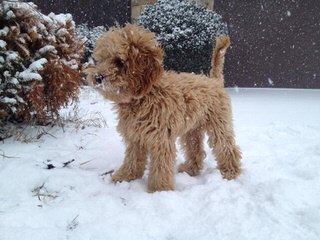 Dogwoods Doodles Of New Hampshire Beautiful Labradoodles, Goldendoodles, Cockapoos Family Ra - Dog Breeders