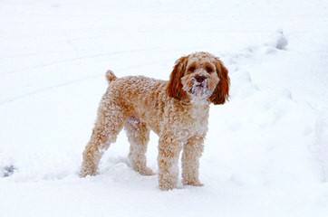 Cockapoo Puppies - Dog and Puppy Pictures