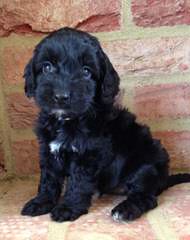 Darby Park Doodles- Labradoodles & Cockapoos Available - Dog Breeders