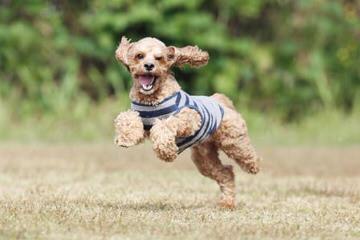 Cockapoo Puppies/First Generation/Lifetime Guar. - Dog Breeders