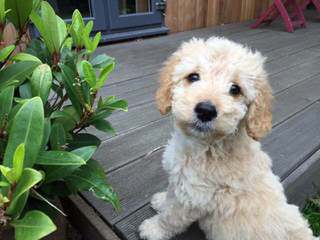 Dogwoods Doodles Of New Hampshire Goldendoodles, Labradoodles & Cockapoos Raised W/Children - Dog Breeders