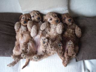 Cockapoo Puppies/First Generation/Lifetime Guar. - Dog Breeders
