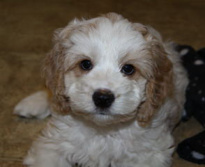 American Cocker Spaniels Of Kansas - Dog and Puppy Pictures