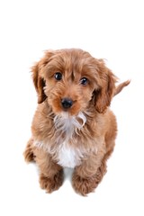 Barmor Kennels Cockapoo - Dog and Puppy Pictures