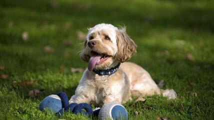 Attala County Cockapoos - Dog Breeders