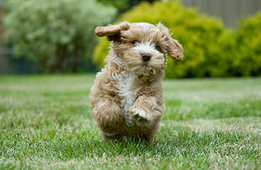 Breeders Of Cocker Spaniel Puppies & Cockapoo Puppies - Dog Breeders