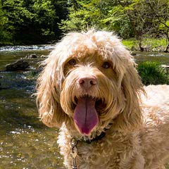 Cockapoo Puppies/First Generation/Lifetime Guar. - Dog and Puppy Pictures