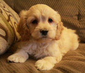 Cockapoo Pups – Ready For Loving Homes - Dog and Puppy Pictures