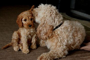 Cockapoos All Colors Available - Dog Breeders