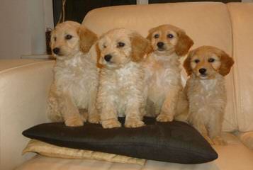 Breeders Of Cocker Spaniel Puppies & Cockapoo Puppies - Dog and Puppy Pictures