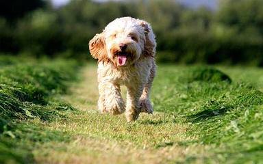 American Cocker Spaniels Of Kansas - Dog and Puppy Pictures