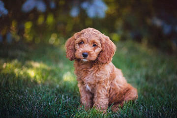 Dogwoods Doodles Of New Hampshire Beautiful Labradoodles, Goldendoodles, Cockapoos Family Ra - Dog and Puppy Pictures