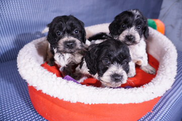 Carriage House Cockers and Cockapoos - Dog Breeders